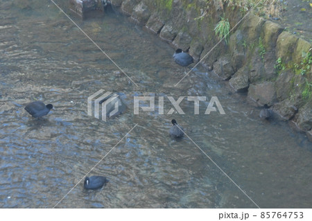 悪環境で逞しく生きるオオバン　砂押川　大船駅近辺 85764753
