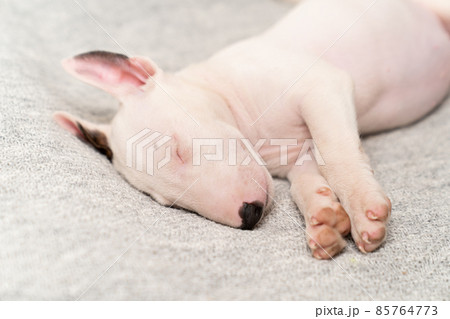 a mini bull terrier puppy sleeps on a grey plaid 85764773