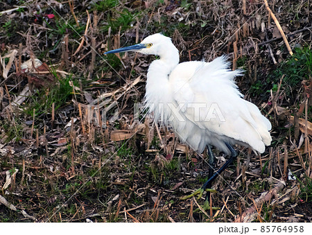 風に吹かれて羽を乱されたコザギ 85764958