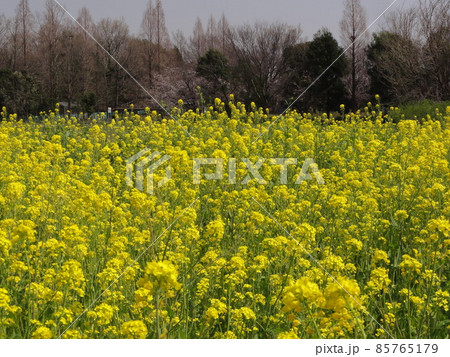 菜の花 菜の花 85765179