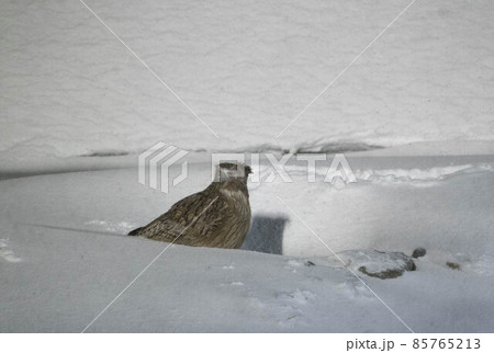 知床 冬のシマフクロウ 知床 冬のシマフクロウ 85765213