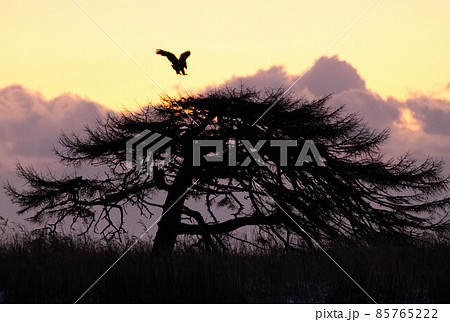 夜明け前、本別海の一本松に舞い降りるオジロワシ 夜明け前、本別海の一本松に舞い降りるオジロワシ 85765222