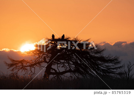 本別海の一本松とオジロワシと日の出 本別海の一本松とオジロワシと日の出 85765319