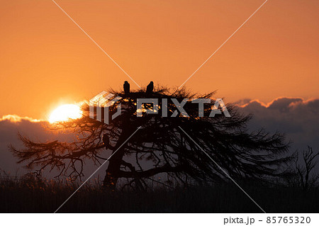 本別海の一本松とオジロワシと日の出 85765320
