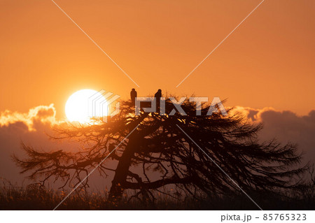 本別海の一本松とオジロワシと日の出 本別海の一本松とオジロワシと日の出 85765323