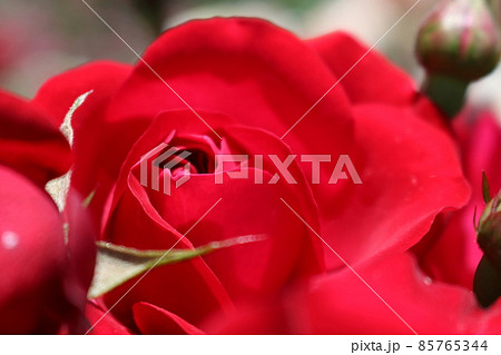 赤いバラ（ロサ・キネンシス　ロサキネンシス）　 85765344