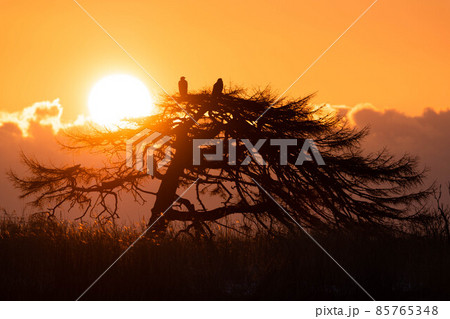 本別海の一本松とオジロワシと日の出 本別海の一本松とオジロワシと日の出 85765348