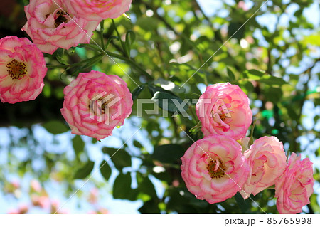 ミニ薔薇(ミニバラ)ミニチュアローズ ミニ薔薇(ミニバラ)ミニチュアローズ 85765998