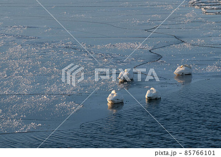 凍結した川で越冬するハクチョウ 凍結した川で越冬するハクチョウ 85766101