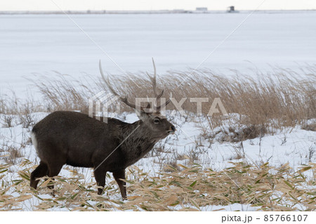 野付半島 越冬するエゾシカ 野付半島 越冬するエゾシカ 85766107