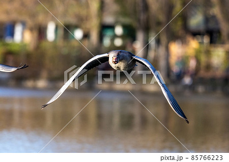 The flying greylag goose, Anser anser is a species of large goose 85766223