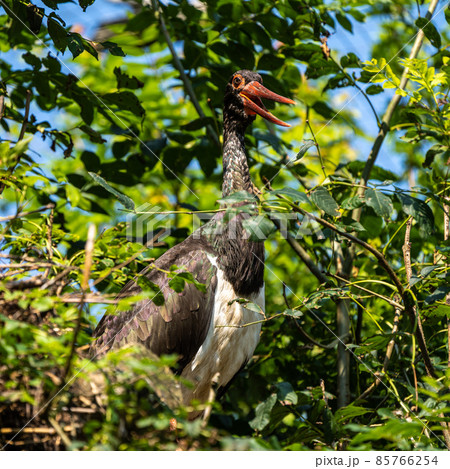 Black stork, Ciconia nigra in a german nature park Black stork, Ciconia nigra in a german nature park 85766254