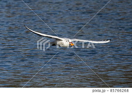 The European Herring Gull, Larus argentatus is a large gull 85766268
