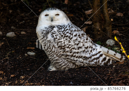 The Snowy Owl, Bubo scandiacus is a large, white owl of the owl family The Snowy Owl, Bubo scandiacus is a large, white owl of the owl family 85766276