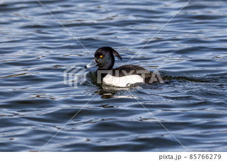 Mute swan, Cygnus olor swimming on a lake in Munich, Germany 85766279
