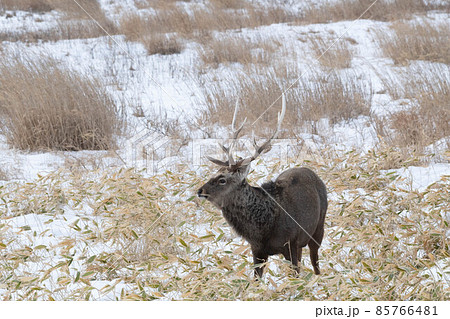 野付半島 越冬するエゾシカ 野付半島 越冬するエゾシカ 85766481