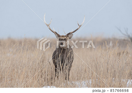 野付半島 越冬するエゾシカ 野付半島 越冬するエゾシカ 85766698