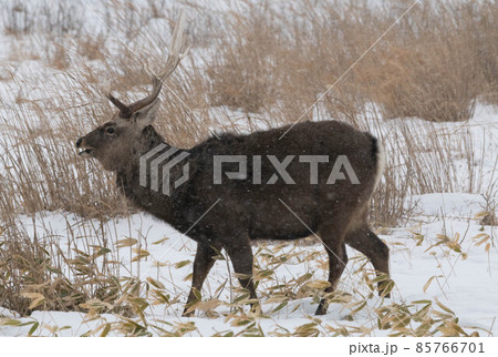 野付半島　越冬するエゾシカ 85766701