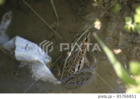 トノサマガエル トノサマガエル 85766851