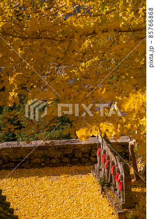光泉寺の大銀杏 六地蔵 和歌山県東牟婁郡古座川町 光泉寺の大銀杏 六地蔵 和歌山県東牟婁郡古座川町 85766868