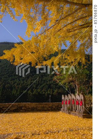 光泉寺の大銀杏　六地蔵　和歌山県東牟婁郡古座川町 85766870