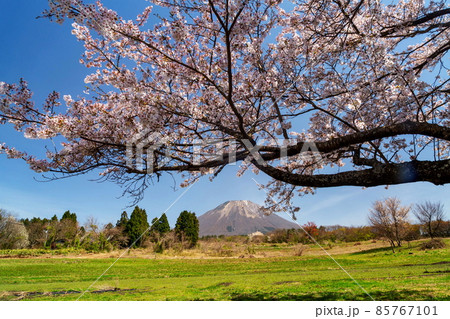 大山山麓の桜 85767101