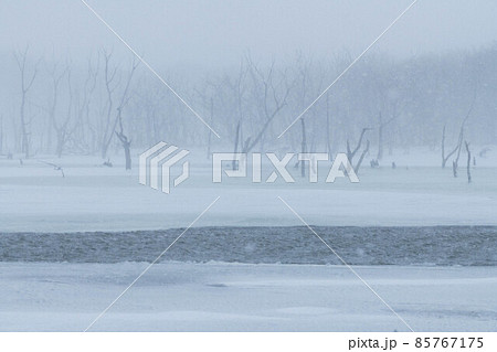 野付半島　吹雪のナナワラ 85767175