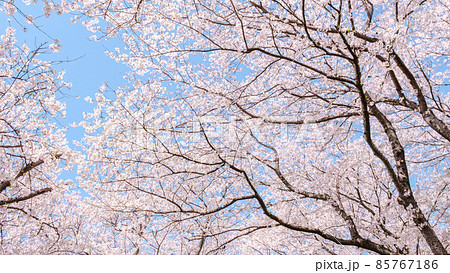 満開の桜 85767186
