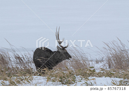 野付半島　越冬するエゾシカ 85767318