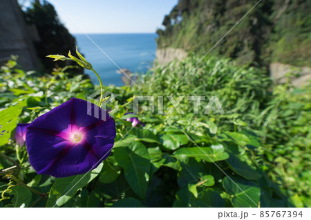 江の島 山ふたつに咲く朝顔 江の島 山ふたつに咲く朝顔 85767394
