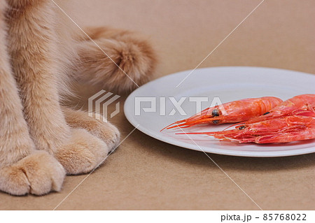 A red cat sitting next to a white plate with three prawns on it. Food for domestic cats. A red cat sitting next to a white plate with three prawns on it. Food for domestic cats. 85768022