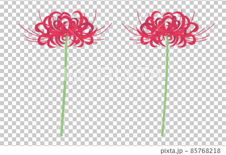 Cluster amaryllis illustration 85768218