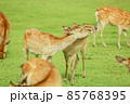 奈良の鹿 85768395