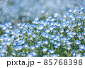 ネモフィラ 85768398