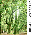 神秘的な森 85768476