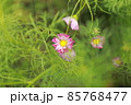 コスモス 85768477