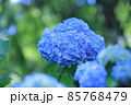 紫陽花 85768479