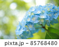 紫陽花 85768480