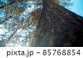 Trunk of high pine tree with thick bark and green moss growing in coniferous forest under blue sky close low angle view 85768854