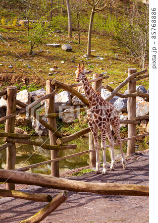 Giraffe in the zoo Pairi Daiza, Belgium 85768886