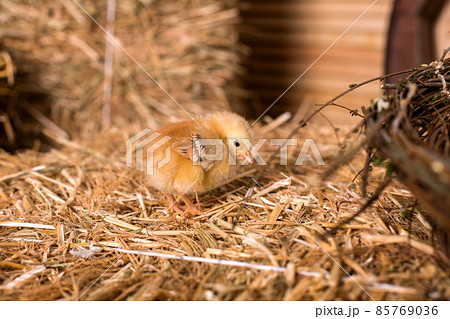 Girl strokes cute fluffy little Easter ducklings who sit in the nest. Girl strokes cute fluffy little Easter ducklings who sit in the nest. 85769036
