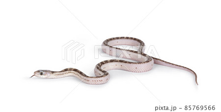 Snake on white backgound Snake on white backgound 85769566