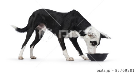 Black and white dog on white background Black and white dog on white background 85769581