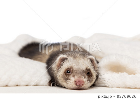 Cute little white grey ferret lies in a warm blanket isolated on white background. Concept of happy domestic and wild animals, care 85769626