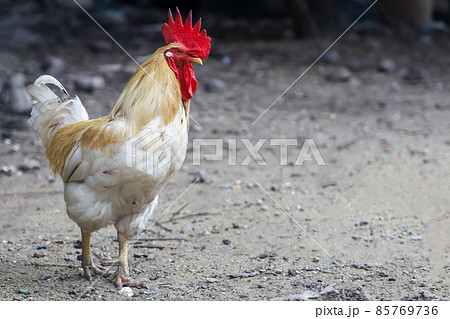 White Betong Chickken in dry garden White Betong Chickken in dry garden 85769736