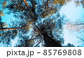 High pine trees crowns with green needles and trunks covered with bark under cloudless blue sky low angle view slow motion 85769808