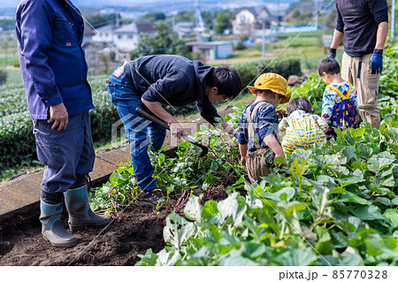 家族で芋掘り 薩摩芋 畑 収穫 家族で芋掘り 薩摩芋 畑 収穫 85770328