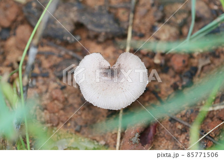 Tropical poisonous mushrooms blossoming in the forest. Tropical poisonous mushrooms blossoming in the forest. 85771506