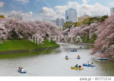Sakura tree with blooming in Chidorigafuchi park. 85771510