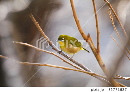 木の枝に止まる冬毛のメジロ 85771627